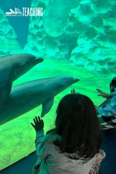 Georgia Aquarium dolphins