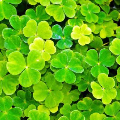 St. Patricks Day seasonal teaching ideas